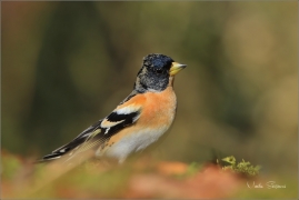 <p>PĚNKAVA JIKAVEC (Fringilla montifringilla) ---- /Brambling - Bergfink/</p>